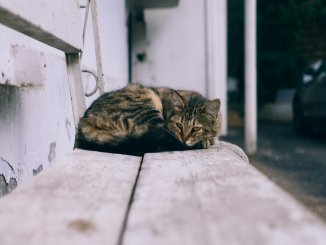 Un chat couché sur un banc, capturé par Javid Bunyadzade