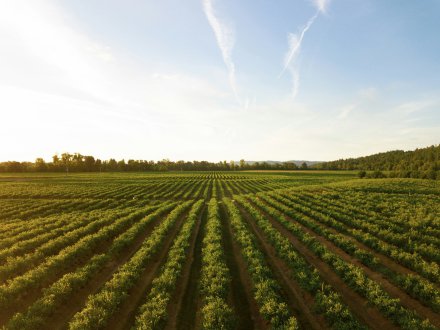 Un champ cultivé, capturé par Dan Meyers