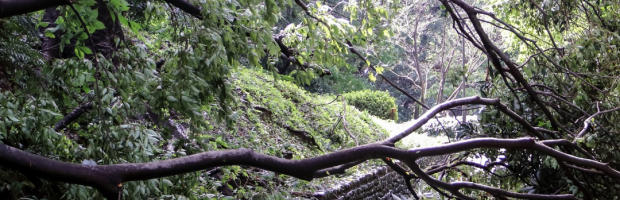 Arbre tombé sur la véloroute (voie verte)